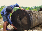 Tin tức trong ngày - Cận cảnh khối gỗ quý kích thước &quot;khủng&quot; người mò ốc phát hiện dưới suối