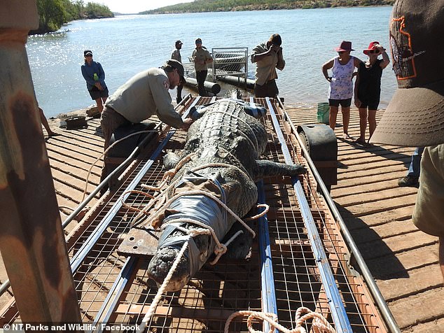 Cá sấu khổng lồ dài 4,38 mét bị bắt sống.