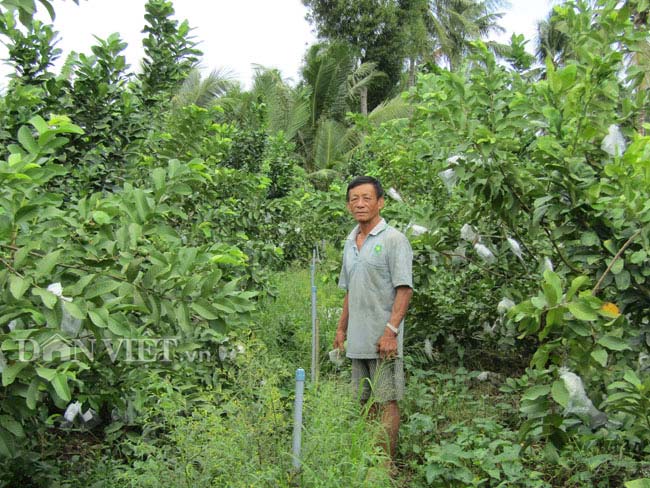 Ông Nguyễn Văn Tranh bên vườn ổi lê trồng xen canh bưởi da xanh của gia đình.
