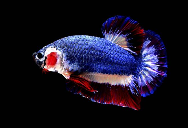 Con cá có 3 màu xanh, đỏ và trắng như 3 màu sắc có trên quốc kỳ của Thái Lan.
