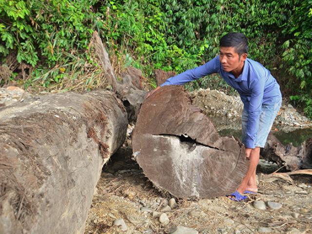 Ly kỳ chuyện 4 ngày lặn suối cưa cây gỗ quý kích thước khủng