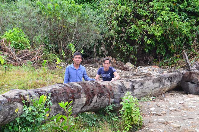 Cây gỗ do anh Chung và anh Hạnh phát hiện và thuê người đưa lên từ suối