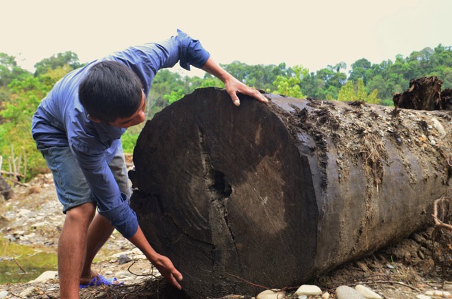 Anh Hạnh và anh Chung đã thuê thợ và máy đào đến khu vực trên để đào cây gỗ lên. Sau 4 ngày làm việc liên tục, cây gỗ đã được trục vớt đưa lên từ độ sâu hơn 2m.