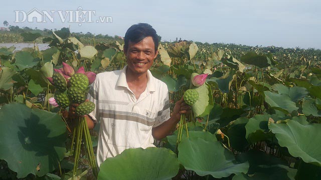 Nhờ trồng sen mà gia đình ông Bùi Văn Chung ở xóm 2, xã Giao Hà bỏ túi cả trăm triệu đồng mỗi năm. Đầm sen của gia đình ông Chung đã tạo nên cảnh quan đẹp, độc đáo và tràn ngập hương thơm...