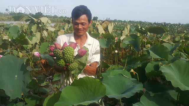 Lạ mà hay: Trồng loài cây dưới đầm hoang, bán từ gốc đến ngọn - 3