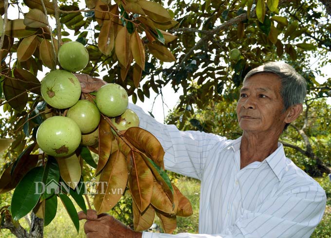 Về cây trồng, trên đất vườn, ông Sử trồng nhãn, vú sữa, cây hoa thiên lý, dưới ruộng trồng bồn bồn... Chỉ riêng các loại cây trồng trên cạn, dưới nước mà mỗi năm gia đình ông có thu nhập hơn 700 triệu đồng. Ảnh: Chúc Ly.