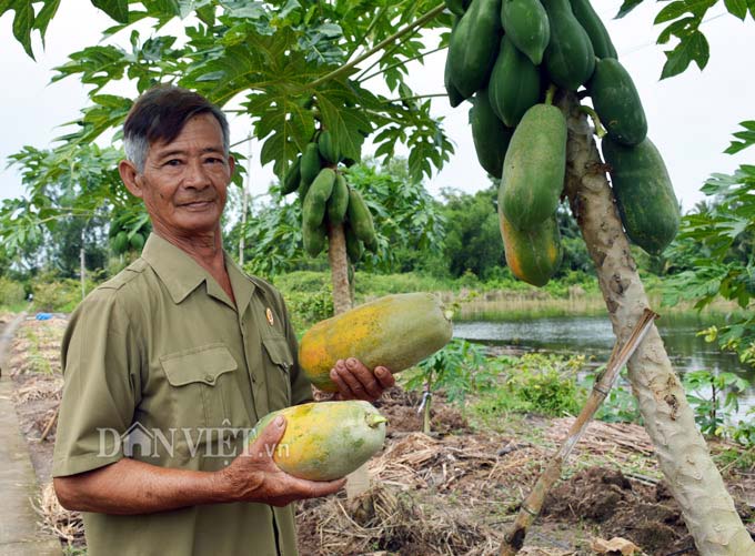 Nhờ biết cách ngăn mặn, giữ ngọt giúp vườn cây của ông Sử luôn sum suê trái. Ảnh: Chúc Ly.