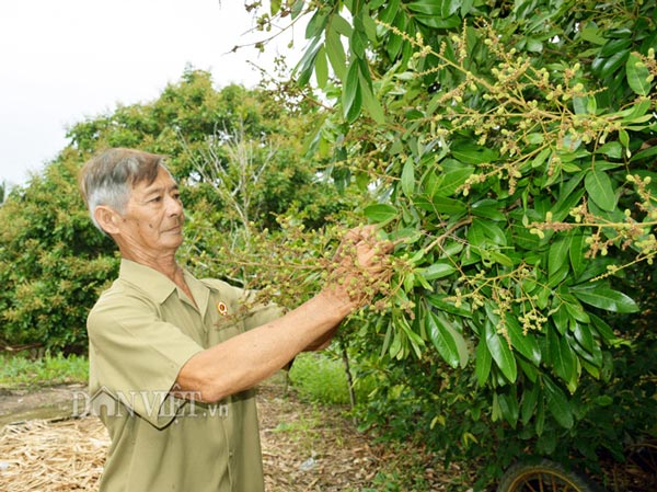 Hơn 150 gốc nhãn tiêu da bò của ông Sử cũng đang cho trái tốt. Ảnh: Chúc Ly.
