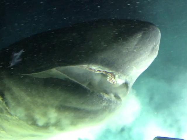 Giật mình cá mập 6 mang khổng lồ bơi sát tàu ngầm nghiên cứu