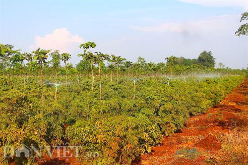 Gia Lai: Vườn dược liệu 10 tỷ đồng "khổng lồ" ở vùng tiêu chết - 3