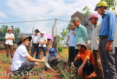 Gia Lai: Vườn dược liệu 10 tỷ đồng "khổng lồ" ở vùng tiêu chết - 6