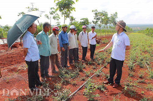 Gia Lai: Vườn dược liệu 10 tỷ đồng "khổng lồ" ở vùng tiêu chết - 8