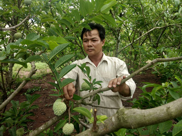 Với gần 2000 gốc na, mỗi năm ông Thạch lãi về hơn 200 triệu đồng