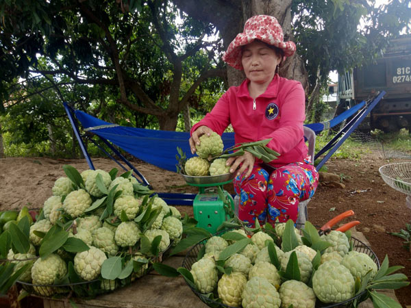 Cũng nhờ na mà ông Thạch có tiền trả nợ, sắm ô tô