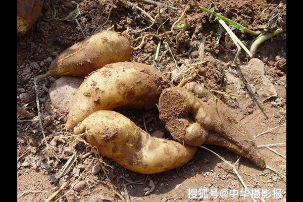Sâm đất “đội lốt” khoai lang ở Trung Quốc