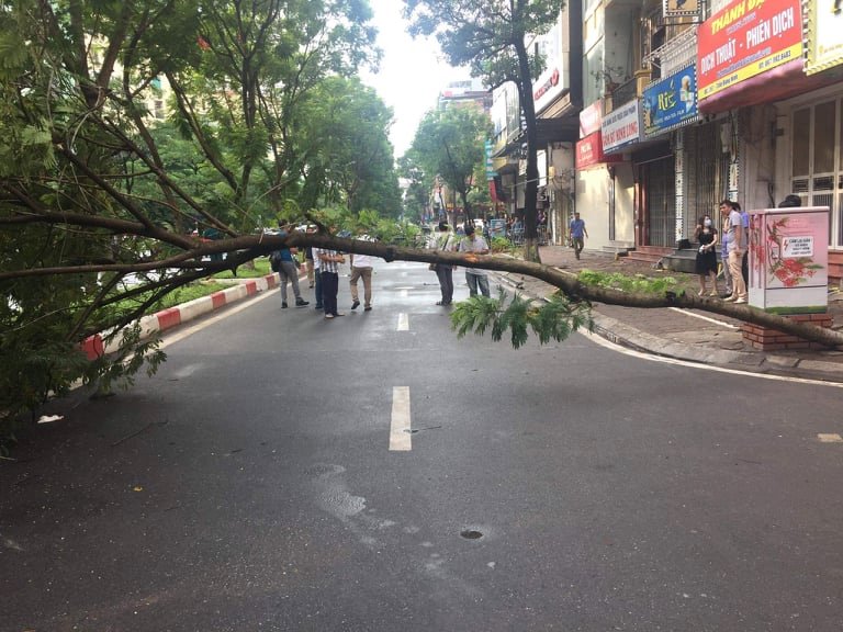 Cây xanh đổ chắn ngang phố Trần Đăng Ninh