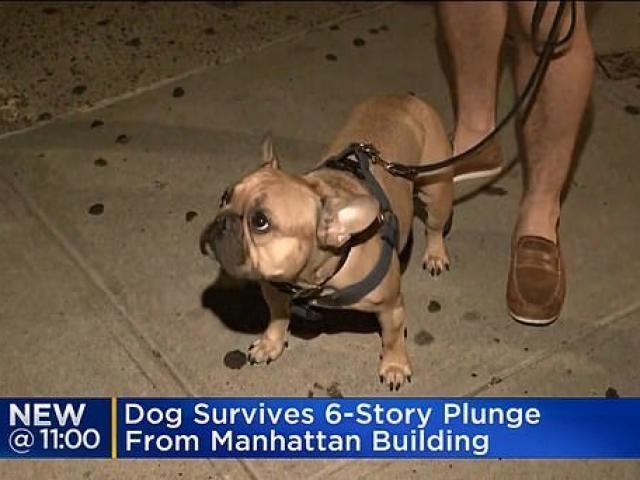Chú chó chạy một mạch lên nóc nhà 6 tầng rồi nhảy xuống, đâm xuyên qua kính ô tô dưới đất