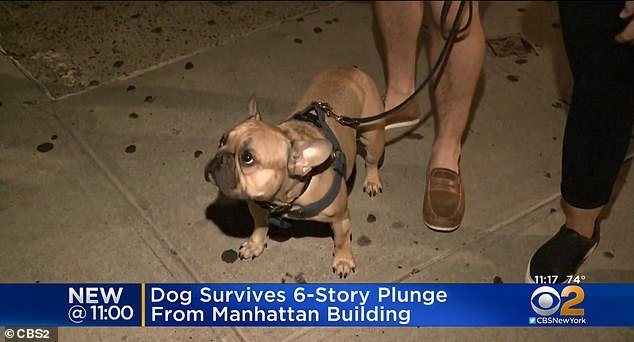 Một chú chó bulldog vẫn sống sót một cách thần kỳ sau khi rơi từ nóc 1 căn hộ 6 tầng và làm vỡ một cửa kính ô tô (Ảnh: CBS)