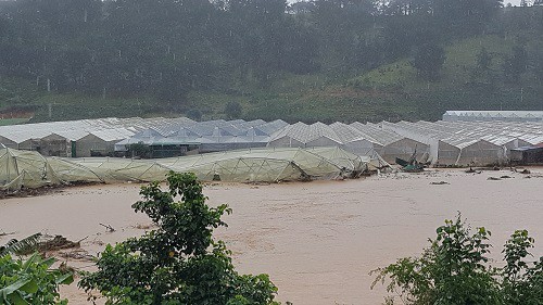 Nhiều nhà kính tan hoang sau cơn lũ kinh hoàng.