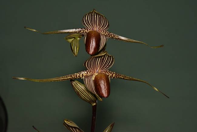 Hoa lan Rothschild (tên khoa học: Paphiopedilum rothschildianum) là một trong những loại hoa lan lạ và đắt nhất thế giới.