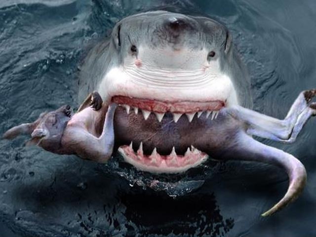 Nhìn gần những loài cá mập nguy hiểm nhất hành tinh