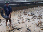 Thị trường - Tiêu dùng - Thất thần: Lũ quét sạch trại &quot;cá tàu ngầm&quot;, đại gia Lâm Đồng trắng tay