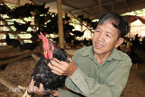 Từ nuôi giống gà chọi lai thả đồi, mỗi năm ông Thính lãi khoảng 600 triệu đồng. (ảnh: A Lử)