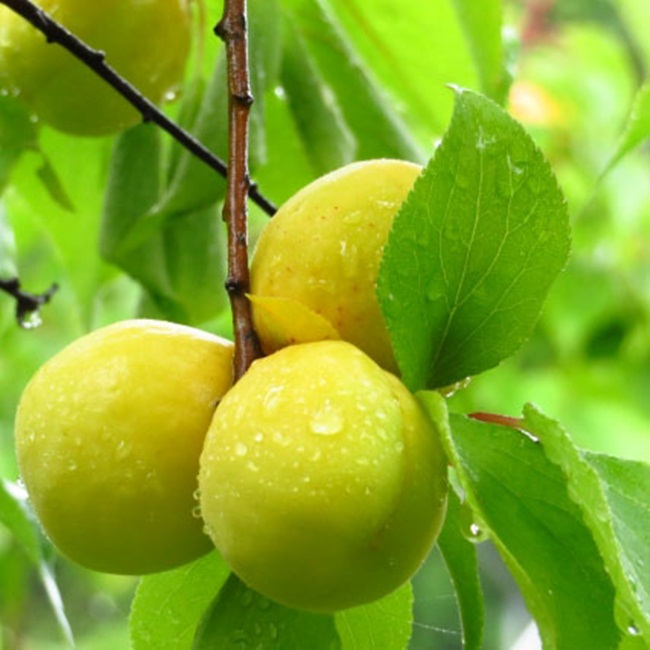 Quả mơ không phải xa lạ với người Việt Nam. Ở Nhật Bản có quả mơ thuộc chi Prunus.