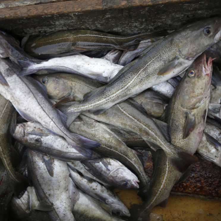 Biến đổi khí hậu và đánh bắt tràn lan đang khiến hàm lượng độc tố trong các loài cá biển tăng lên (Ảnh: AP)