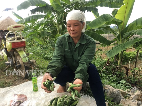 Quả lặc lè có vị thơm ngon, thanh mát, bổ dưỡng. Theo đông y, quả&nbsp;lặc lè còn phòng, hỗ trợ chữa&nbsp;được nhiều bệnh khác nhau.