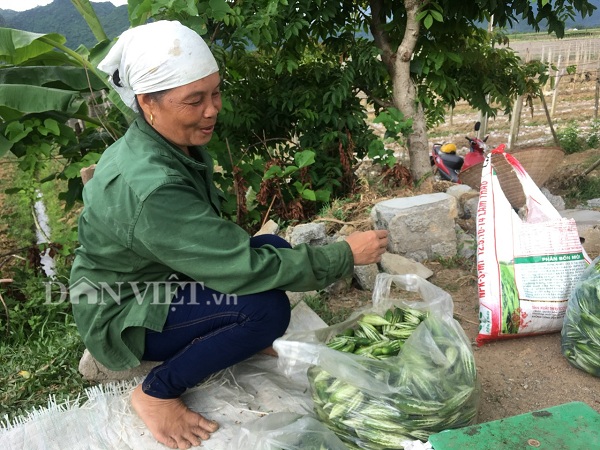 Bà Thảnh đang đóng gói quả lặc lè bán cho các thương lái.