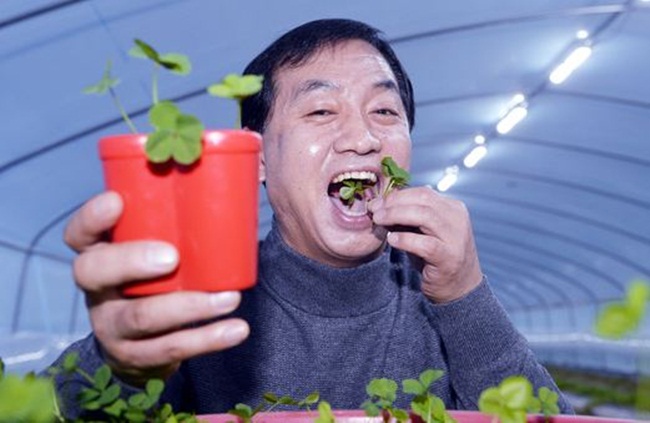 Tận dụng sự khan hiếm này, ông Hong In Heon (người Hàn Quốc) đã xây dựng nhà kính để trồng cỏ 4 lá bán ra thị trường.