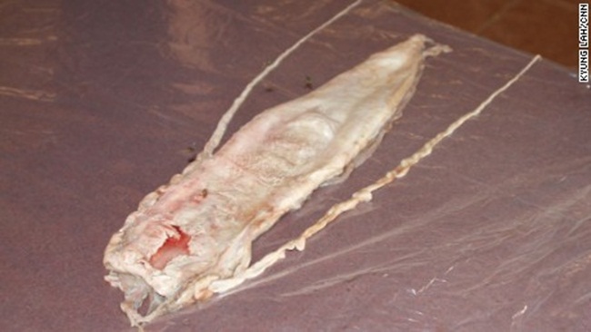 Khi những kẻ đánh bắt trộm cá totoaba bằng lưới rê để lấy bong bóng cũng khiến cho loài cá heo nhỏ nhất thế giới chết theo.
