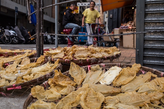 Cá totoaba có thể dài tới 2m, nặng tới 100 kg và sống hơn 20 năm.