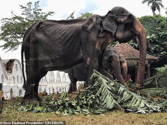 Sri Lanka: ”Cụ voi” sống hơn 7 thập kỷ, gầy trơ xương vẫn bị bắt phục vụ lễ hội suốt 10 đêm