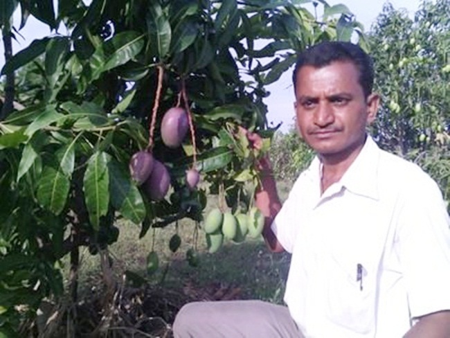 Ravi Marshetwar (sống ở Ấn Độ) có bằng kỹ sư và làm kỹ sư xây dựng trước khi quyết định làm nông dân. Anh Ravi tự học hỏi để ghép được 51 giống xoài trên cùng một cây.