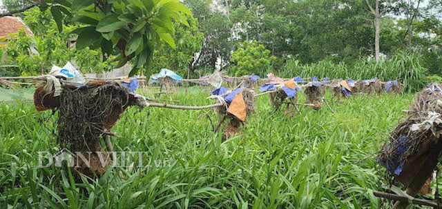 Hàng trăm tổ ong được anh Thành bắt về làm giàn treo ngay ngắn. Những tổ ban đầu chỉ to hơn cái nắm tay, bây giờ đã phát triển lên, có những tổ khi thu hoạch nặng tới cả chục Kg. Ảnh: Mỹ Hà