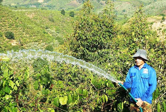 Anh Nguyễn Văn Trí, công nhân một công ty sản xuất điện - điện tử ở TPHCM quyết định trở về quê ở Đăk Nông để trồng cà phê vì thu nhập không đủ sống