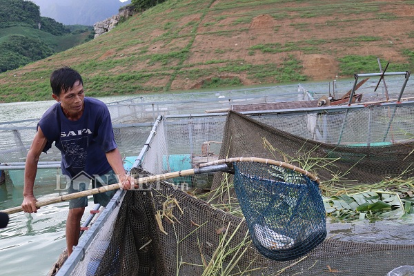 Ông Chờ đang bắt cá bán cho các thương lái.