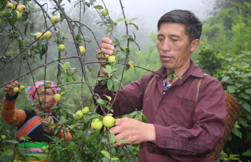 Ông Sồng A Mang đang thu hoạch táo sơn tra trong khu đồi của gia đình. Ảnh: V.Đ.