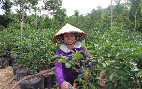 Vườn cam hàng tỷ đồng trên núi Trà Sơn của người đàn bà “to gan” - 1