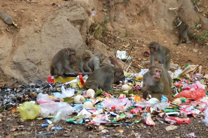 Những "công dân" thực thụ của bãi rác