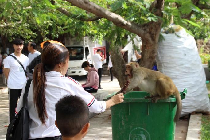 Du khách thích thú cho khỉ ăn, bất chấp biển báo cấm