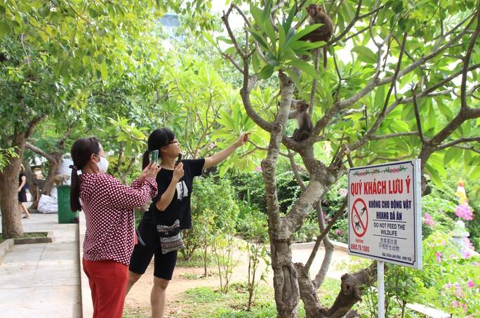 Khỉ tập trung gây náo loạn cùng nhiều cảnh "dở khóc dở cười" tại chùa Linh Ứng – Bãi Bụt, Sơn Trà