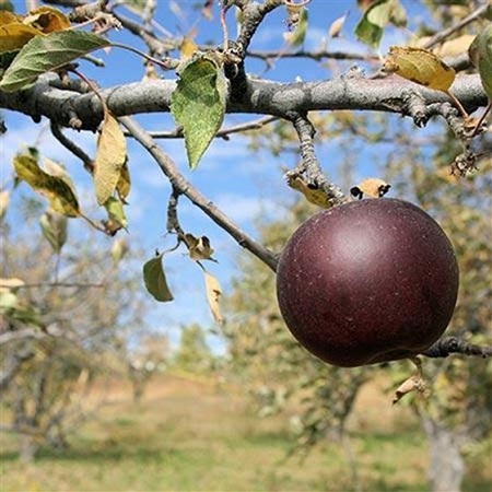 Táo kim cương đen là một loại táo khiến người ta liên tưởng đến “quả táo độc” trong truyện cổ tích. Ảnh Today