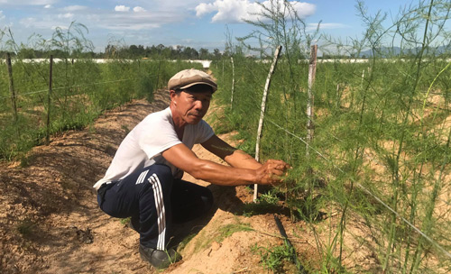 "Mê" làm nông nghiệp, ông Trần Văn Cường bạo tay bỏ tiền tỷ đầu tư trồng măng tây xanh