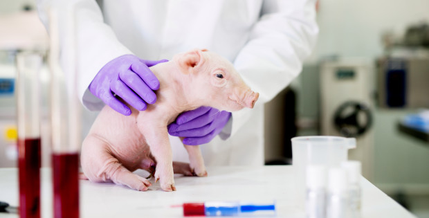 Các nhà khoa học Anh kỳ vọng vào khả năng ghép nội tạng của lợn cho con người.