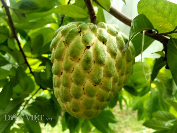 Người đầu tiên mang giống na này về trồng trên đất Chi Lăng là anh Phan Văn Hóa, thôn Quán Thanh, xã Chi Lăng, huyện Chi Lăng. Anh Hóa cho biết năm 2014 tình cờ xem 1 chương trình về phát triển nông nghiệp trên ti vi nên anh mới biết tới giống na Thái này. Nhìn qua chương trình thì thấy loại nay này cho trái rất to, nhìn thấy thích nên anh đã mua cây giống ở Viện cây trồng Trung Ương về trồng thử nghiệm. Giá cây giống cũng rơi vào 30.000 đồng/cây nên hồi đó anh&nbsp;chỉ dám mua 50 cây về trồng trên đất thịt gần nhà.