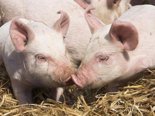”3 năm nữa có thể ghép tim lợn cho người”, chuyên gia ghép tạng Việt Nam nói gì?