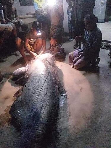 Ngư dân Thái Lan bắt được cá nheo khổng lồ đã &#39;thành tinh&#39; - 4